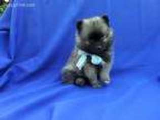 Pomeranian Puppy for sale in Whittier, CA, USA