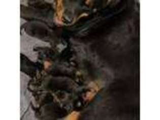 Rottweiler Puppy for sale in West Fargo, ND, USA