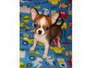 Chihuahua Puppy for sale in Independence, LA, USA