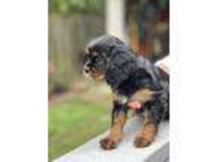 Cavalier King Charles Spaniel Puppy for sale in Bentonville, AR, USA