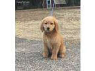 Goldendoodle Puppy for sale in Crescent, OK, USA