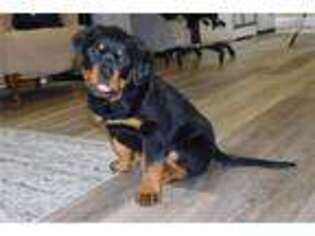 Rottweiler Puppy for sale in Canton, OH, USA