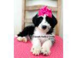 Border Collie Puppy for sale in Oak Hill, WV, USA