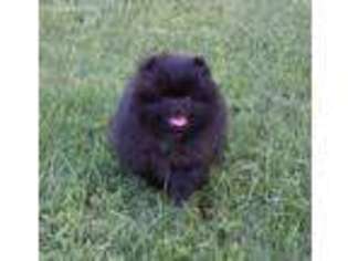 Pomeranian Puppy for sale in Porterville, CA, USA
