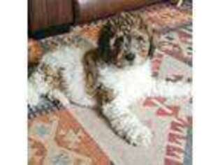 Goldendoodle Puppy for sale in Okabena, MN, USA