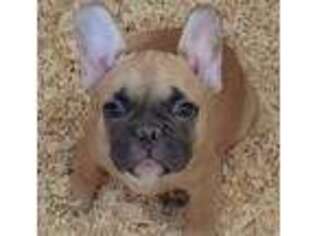 French Bulldog Puppy for sale in Penryn, CA, USA