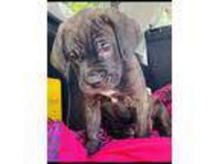 Cane Corso Puppy for sale in Wake Forest, NC, USA