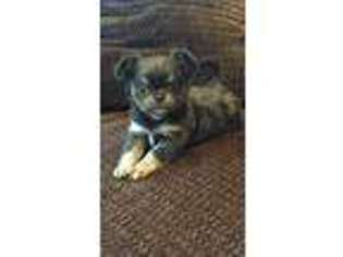 Chihuahua Puppy for sale in Beaver, OH, USA