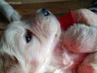 Golden Retriever Puppy for sale in Clio, MI, USA