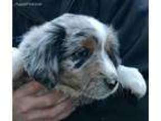 Miniature Australian Shepherd Puppy for sale in Guffey, CO, USA