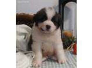 Saint Bernard Puppy for sale in Dundee, OH, USA