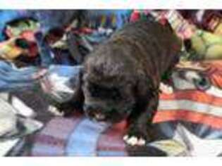 Schnoodle (Standard) Puppy for sale in Florence, AL, USA