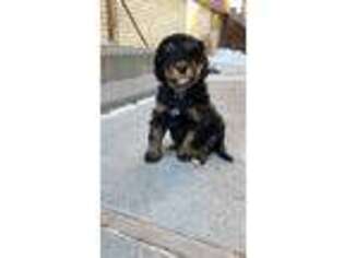 Mutt Puppy for sale in Shelley, ID, USA