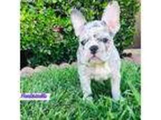 French Bulldog Puppy for sale in Rancho Cucamonga, CA, USA