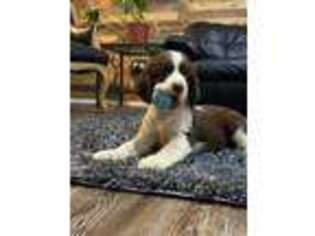 English Springer Spaniel Puppy for sale in Crowley, TX, USA