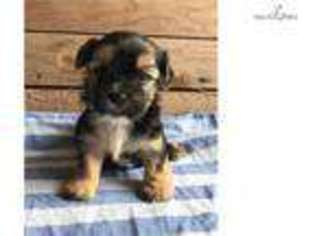 Yorkshire Terrier Puppy for sale in Wausau, WI, USA