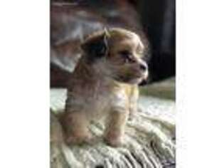 Havanese Puppy for sale in Decatur, TX, USA
