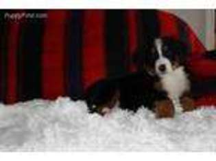 Bernese Mountain Dog Puppy for sale in Vassalboro, ME, USA