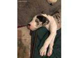 Great Dane Puppy for sale in Michigan City, IN, USA