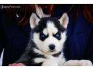 Siberian Husky Puppy for sale in Brinkhaven, OH, USA