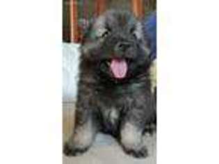 Keeshond Puppy for sale in Tupelo, MS, USA