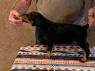 Doberman Pinscher Puppy for sale in Pinson, AL, USA