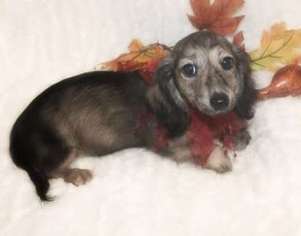 Dachshund Puppy for sale in FORT PIERCE, FL, USA