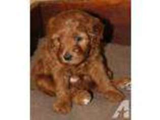 Goldendoodle Puppy for sale in JACKSON, WI, USA