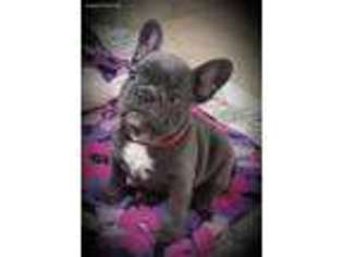 French Bulldog Puppy for sale in Holden, MO, USA