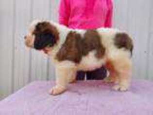 Saint Bernard Puppy for sale in Armour, SD, USA