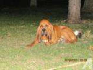 Bloodhound Puppy for sale in DANVILLE, IN, USA