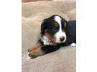 Bernese Mountain Dog Puppy for sale in Oldtown, ID, USA