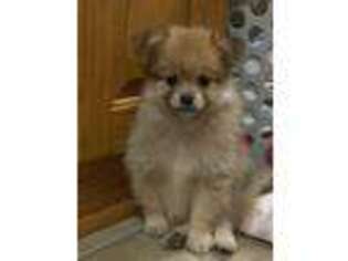 Pomeranian Puppy for sale in Marshall, AR, USA