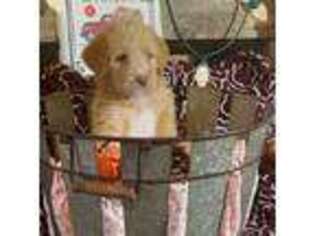 Labradoodle Puppy for sale in Thrall, TX, USA