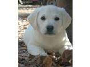 Labrador Retriever Puppy for sale in Memphis, TN, USA