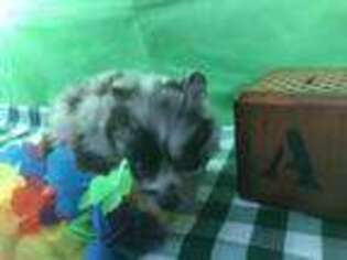 Pomeranian Puppy for sale in Avon, IL, USA