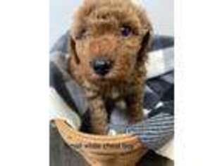 Labradoodle Puppy for sale in Manheim, PA, USA