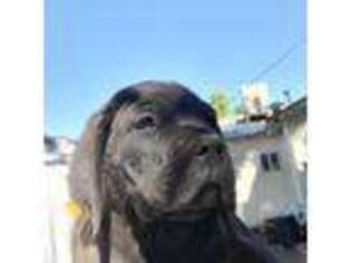 Cane Corso Puppy for sale in Fresno, CA, USA