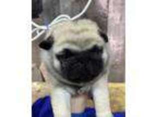 Pug Puppy for sale in Clinton, TN, USA