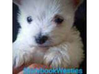 West Highland White Terrier Puppy for sale in Lynchburg, OH, USA