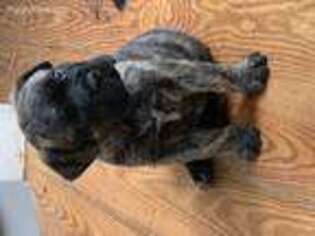 Bullmastiff Puppy for sale in Bridgton, ME, USA