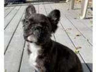 French Bulldog Puppy for sale in Carmel, CA, USA