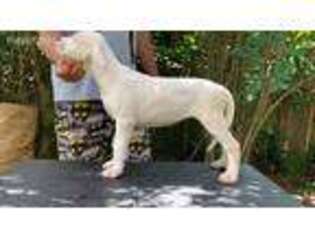 Dogo Argentino Puppy for sale in Savannah, GA, USA
