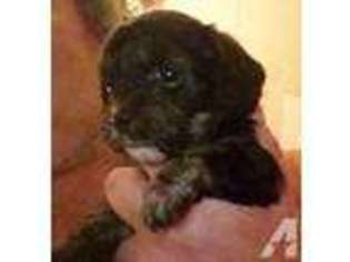 Cavapoo Puppy for sale in OKLAHOMA CITY, OK, USA