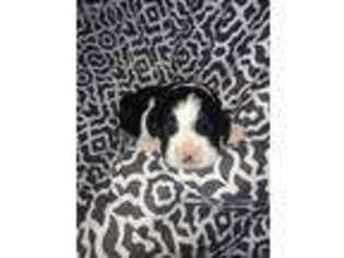 English Springer Spaniel Puppy for sale in Oakland City, IN, USA