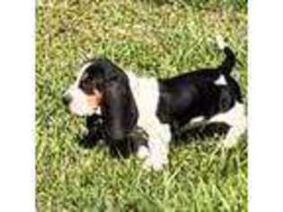 Basset Hound Puppy for sale in Comer, GA, USA