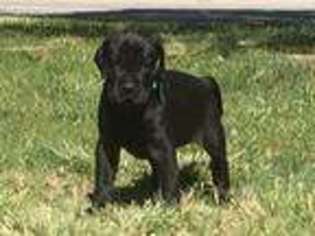 Great Dane Puppy for sale in Los Lunas, NM, USA