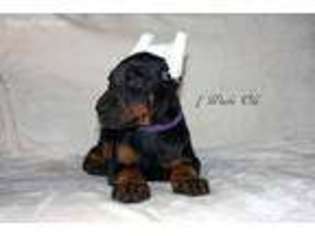 Doberman Pinscher Puppy for sale in Saratoga Springs, NY, USA