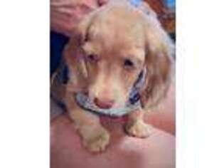 Dachshund Puppy for sale in Fairmont, WV, USA