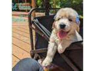 Mutt Puppy for sale in Madison, OH, USA